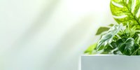 Fresh monstera leaves in minimal white pot against soft blurred background, modern botanical home decor composition with copy space for text.