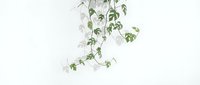 Cascading green and white variegated ivy vines hanging from above against neutral background, isolated for design projects and botanical decor applications.