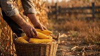 Farmer hands holding wicker basket full of fresh corn cobs during autumn harvest season in agricultural field with golden sunlight.