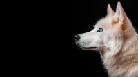 White Siberian husky with piercing blue eyes in profile view against black background, dramatic studio lighting highlights luxurious fur coat and noble expression.