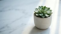 Small green succulent plant in modern white ceramic pot on marble surface with natural sunlight creating soft shadows for home decor and interior design.