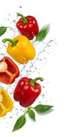 Fresh red and yellow bell peppers with green basil leaves splashing in clear water on white background for healthy cooking and nutrition concepts.