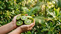 Freshly harvested kiwi fruit halves held in hand against lush green foliage, showcasing organic produce and healthy eating for food, agriculture, and wellness marketing.