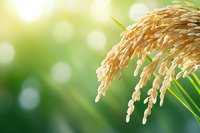 Golden rice grain panicles bending with weight against soft green bokeh background, sunlight filtering through creating dreamy agricultural scene.