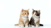Two adorable kittens sitting together on white background, orange tabby and brown tabby with white markings, isolated for pet care designs.