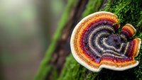 Colorful bracket fungus with concentric rings growing on moss-covered tree bark in natural forest environment for nature and mycology concepts.