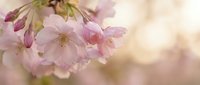 Delicate pink cherry blossoms in soft spring sunlight with dreamy bokeh background for seasonal decorations and nature-themed designs.