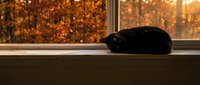 Black cat sleeping peacefully on sunny windowsill with vibrant autumn foliage background creating cozy indoor atmosphere for pet and seasonal content.