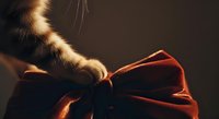 Cat paw touching red velvet bow against dark background, warm golden light illuminating fur, suitable for holiday greeting cards and festive designs.