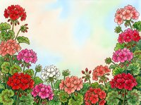 Watercolor geranium flowers frame with red, pink and white blooms on soft pastel background, hand-drawn botanical garden border illustration.