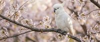 White cockatoo perched on blooming cherry blossom branch with delicate pink flowers creating dreamy spring atmosphere for nature and wildlife themes.