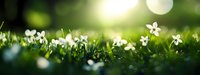 Delicate white wildflowers blooming in lush green grass with soft bokeh background, creating dreamy spring atmosphere in natural sunlight.
