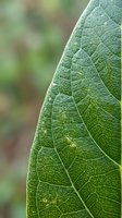 Close-up of vibrant green leaf showing detailed vein structure and texture, ideal for nature, botany, and environmental design projects.