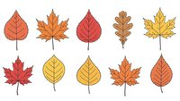 Collection of colorful autumn leaves in various shapes including maple, oak, and elm with warm fall colors isolated on white background for seasonal design.