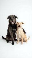 Two happy mixed breed dogs sitting together on white background, large black shaggy dog and smaller brown white dog with tongues out, studio portrait.