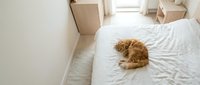 Orange tabby cat sleeping peacefully on unmade white bed in bright minimalist bedroom with moving boxes, relocation and pet comfort concept.