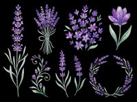 Watercolor lavender flowers clipart set, isolated on transparent background. Purple botanical elements for t-shirt design, stickers, print on demand, and sublimation projects.