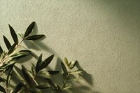 Fresh olive branches with green leaves casting shadows on textured sage green wall, creating minimalist Mediterranean aesthetic for home decor.