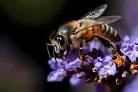 Detailed macro shot of honey bee collecting nectar from purple lavender flowers against dark background, showcasing intricate wing patterns and body structure.