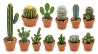 Collection of small potted cacti and succulents in terracotta pots on white background, perfect for home decor, gardening projects and botanical designs.