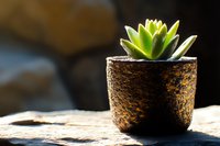 Small green succulent plant growing in rustic textured ceramic pot on stone surface with soft natural lighting and dark background, minimal composition.