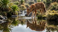 Wild coyote drinking water from natural pond with perfect reflection in desert landscape surrounded by native vegetation and rocky terrain.