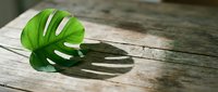 Single green monstera leaf with natural shadows on weathered wooden surface, suitable for botanical design, home decor, and nature-themed projects.