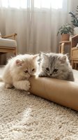 Two fluffy long-haired kittens with gray and white fur play together on a beige carpet in a bright, minimalist living room with wooden furniture and sheer curtains.