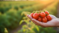 Fresh ripe cherry tomatoes in cupped hands at sunset in organic farm field with warm golden light and blurred green agricultural background.
