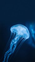 Translucent jellyfish floating gracefully in deep blue ocean water with flowing tentacles and ethereal glow for marine biology and underwater themes.