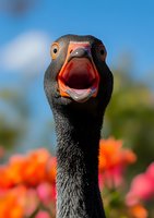 Close-up portrait of black swan with open beak showing aggressive behavior against blue sky background with colorful flowers in wildlife photography.