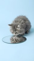 Adorable fluffy gray kitten looking at its reflection in round mirror on soft blue background for pet care and animal photography concepts.
