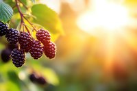 Fresh ripe mulberries hanging on branch with green leaves in warm golden sunlight, organic fruit harvest season concept for healthy eating and nutrition.