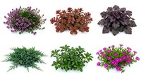 Six isolated garden shrubs and ground cover plants on white background, featuring flowering and foliage varieties for landscaping design use.