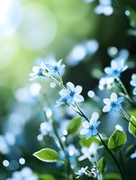 Delicate blue forget-me-not flowers bloom against soft bokeh background in spring garden. Dreamy macro photography with gentle natural lighting and green foliage.
