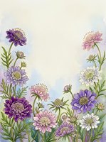 Watercolor scabiosa flowers in purple, pink and white with green stems on soft pastel background, copy space for text or greeting card.