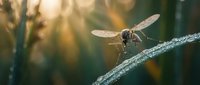 Dragonfly perched on wet branch with morning dew, backlit by golden sunlight filtering through blurred green foliage, suitable for nature and wildlife projects.