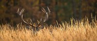 Majestic red deer stag with large antlers resting in golden autumn grassland during warm sunset light creating peaceful wildlife scene.