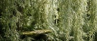 Lush green weeping willow branches cascade over a moss-covered log in a serene forest setting, evoking tranquility and natural beauty.