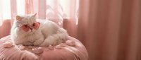 Fluffy white cat with blue eyes resting on pink cushion in soft natural light creating cozy domestic atmosphere for pet care and home comfort concepts.