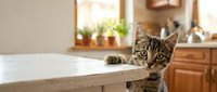 Adorable tabby kitten with green eyes peeking over kitchen counter edge in warm sunlit home interior with wooden cabinets and potted plants on windowsill.