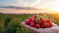 Fresh ripe raspberries in cupped hands at sunset with agricultural field background for healthy eating and organic farming concepts.
