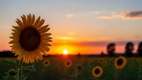 Sunflower blooming in field during golden hour sunset with warm orange sky and blurred sunflowers in background creating peaceful agricultural landscape scene.