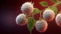 Fresh white raspberries on branch with green leaves against dark red background, close-up view of ripe berries with detailed texture.