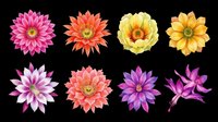 Colorful daisy and gerbera flowers isolated on transparent background. Ready for t-shirt design, clipart, stickers, sublimation and print-on-demand projects.