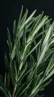 Rosemary herb sprigs with needle-like leaves and water droplets against dark background, suitable for culinary, botanical, and wellness content.