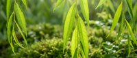 Fresh green willow branches with elongated leaves hanging gracefully over soft moss ground in natural outdoor setting for spring garden design.