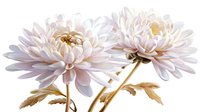 Delicate white chrysanthemum flowers with soft pink tones and golden leaves on white background, elegant floral composition suitable for wedding design and decoration.
