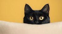 Curious black cat with bright yellow eyes peeking over edge of beige sofa against yellow background, creating minimalist composition with playful expression.