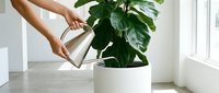 Woman watering large green houseplant with modern metal watering can in bright white interior room near window for home gardening and plant care.